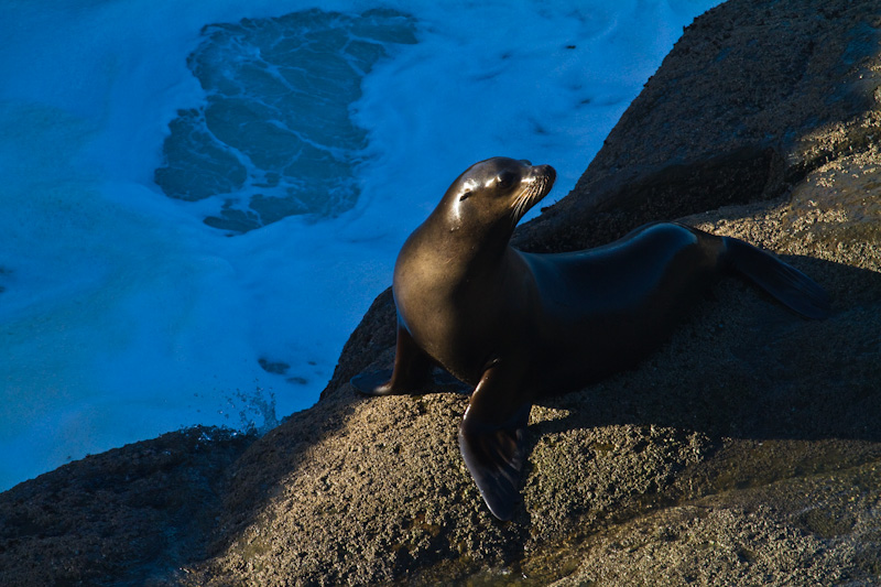 California Sea Lion